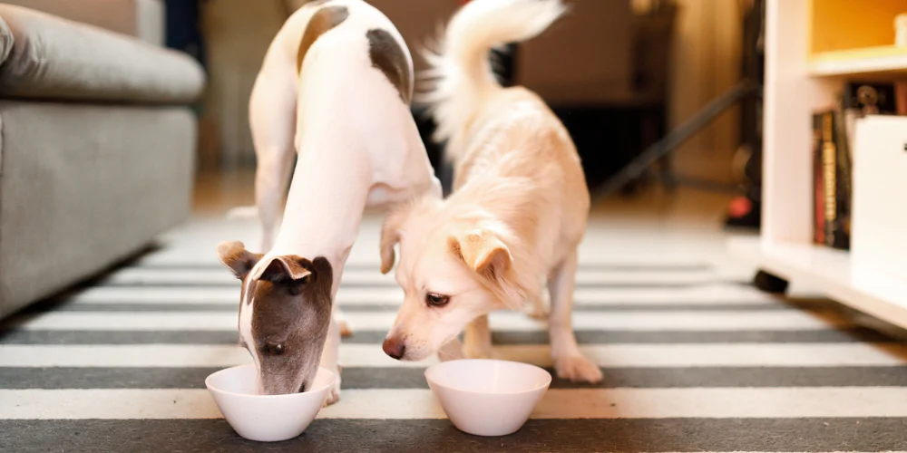 A picture of a white fluffy dog watching another dog eating out of a bowl