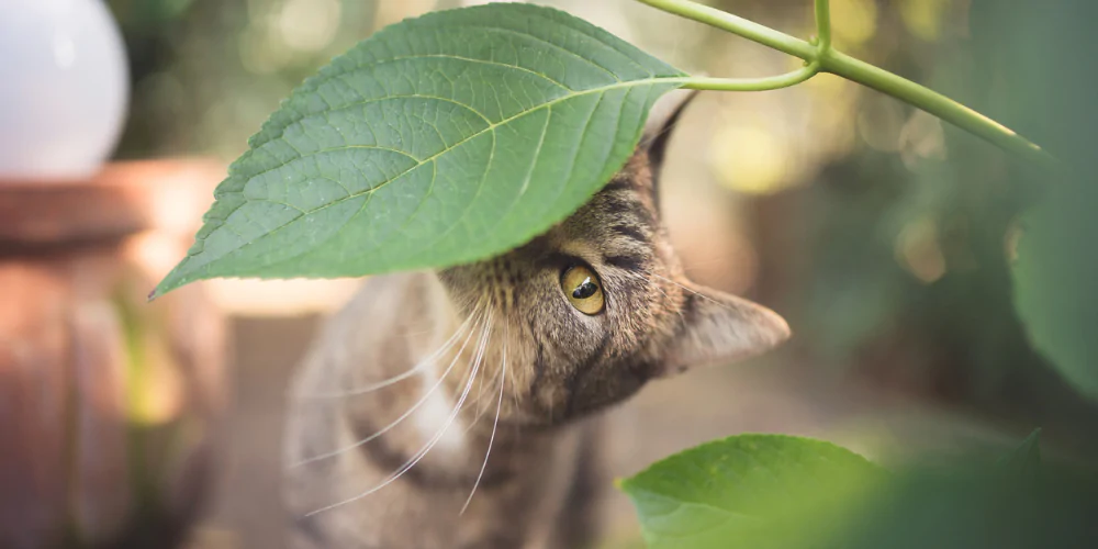 A picture of a tabby cat hiding under a leaf