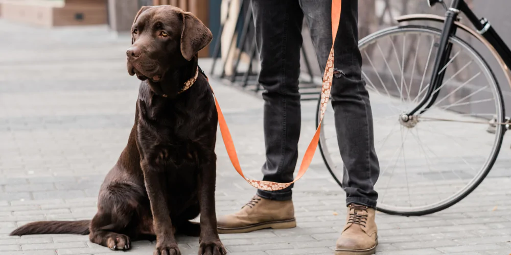 A picture of a chocolate lab out for a walk in public