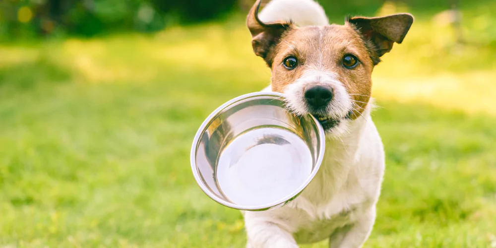 A picture of a Jack Russell Terrier holding a food bowl in its mouth