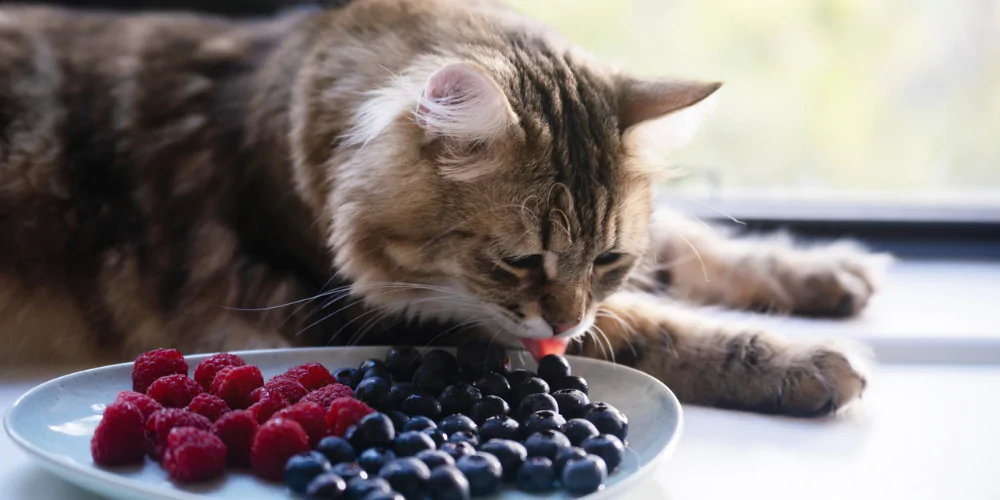 A picture of a fluffy long haired cart licking a blueberry