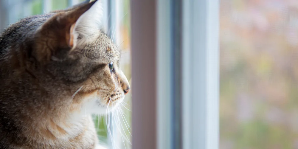 A picture of a short haired cat staring outside the window