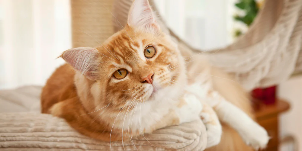 A picture of a ginger cat lying on a cushion on a cat tower