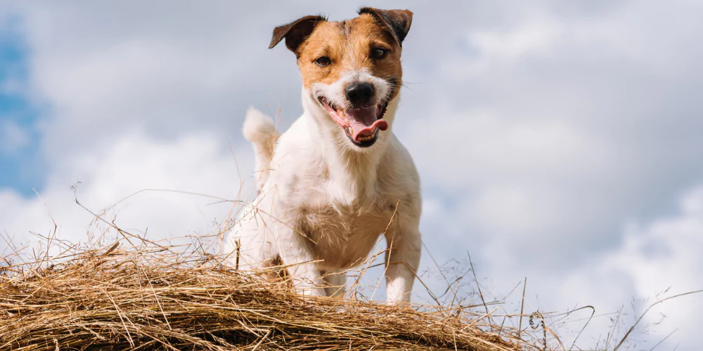 A picture of a Jack Russell Terrier on a hay bale doing Barn Hunt