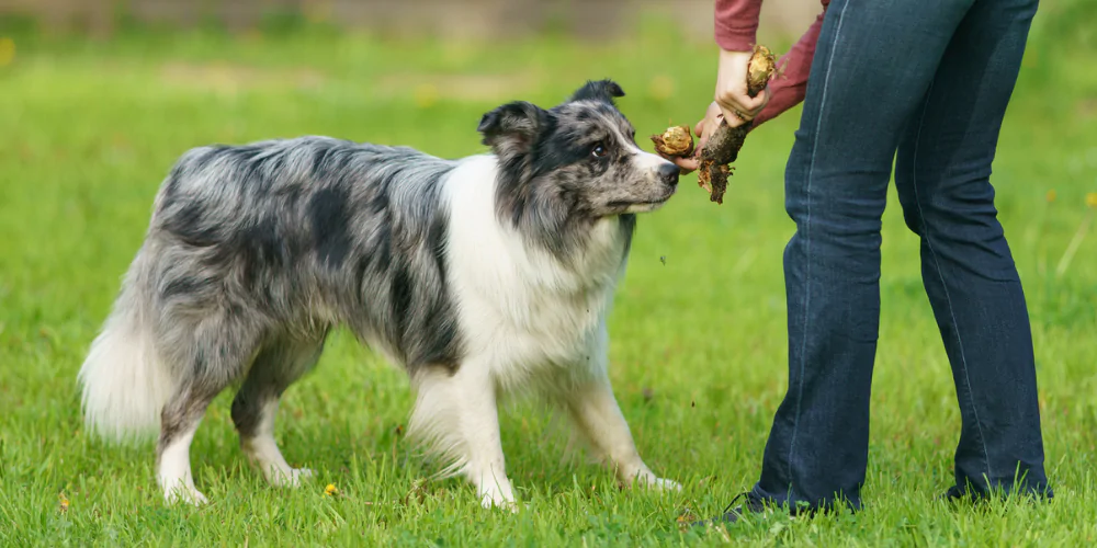 A picture of an Australian Shepherd doing scent work with a dog trainer