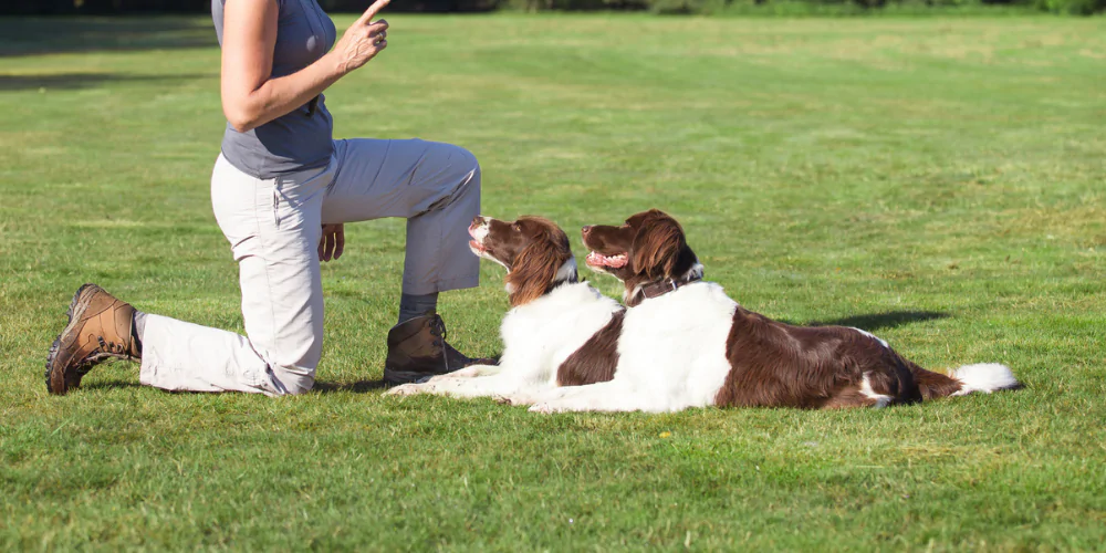 A picture of a dog trainer working with two Spaniels in a field