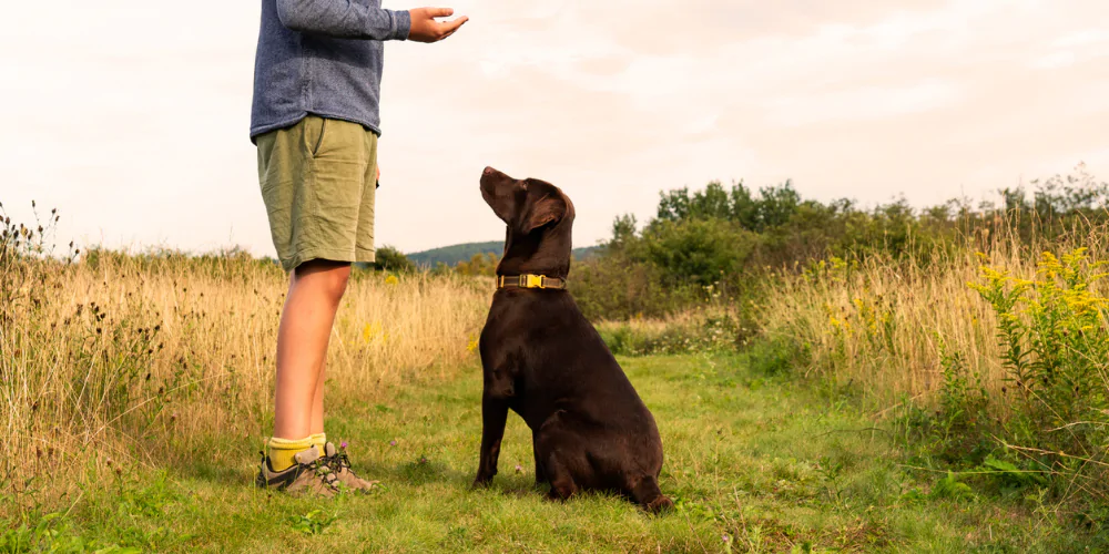 A picture of a Chocolate Labrador sitting in front of a dog trainer in a field