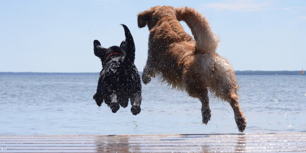 A picture of two dogs dock diving