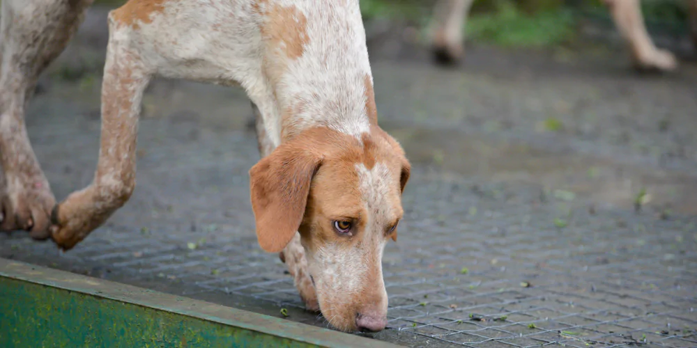 A picture of a hound sniffing and doing scent work