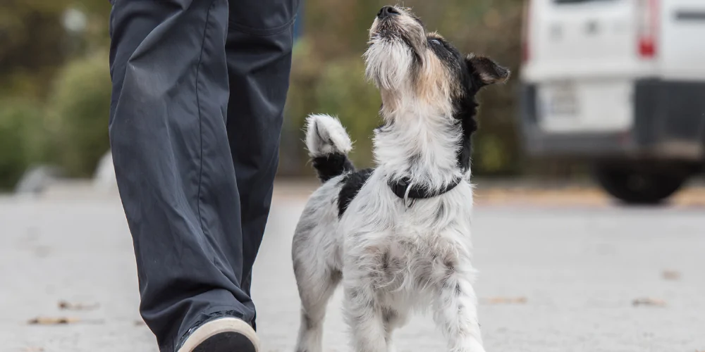 A picture of a Jack Russell Terrier looking up at a dog behaviourist