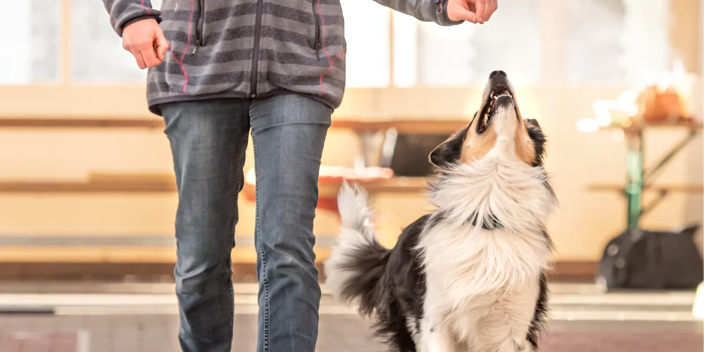 A picture of a Collie looking up at a dog trainer