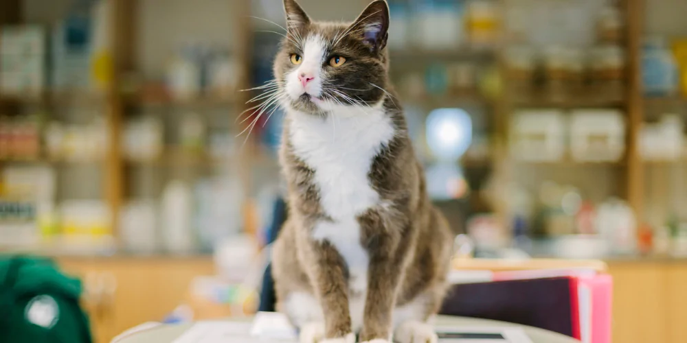 A picture of a brown and white fluffy cat sat on a vet table