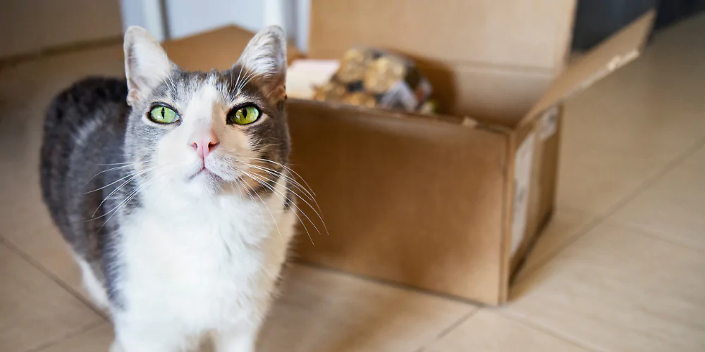 A picture of a tabby cat standing in front of a delivery of cat food