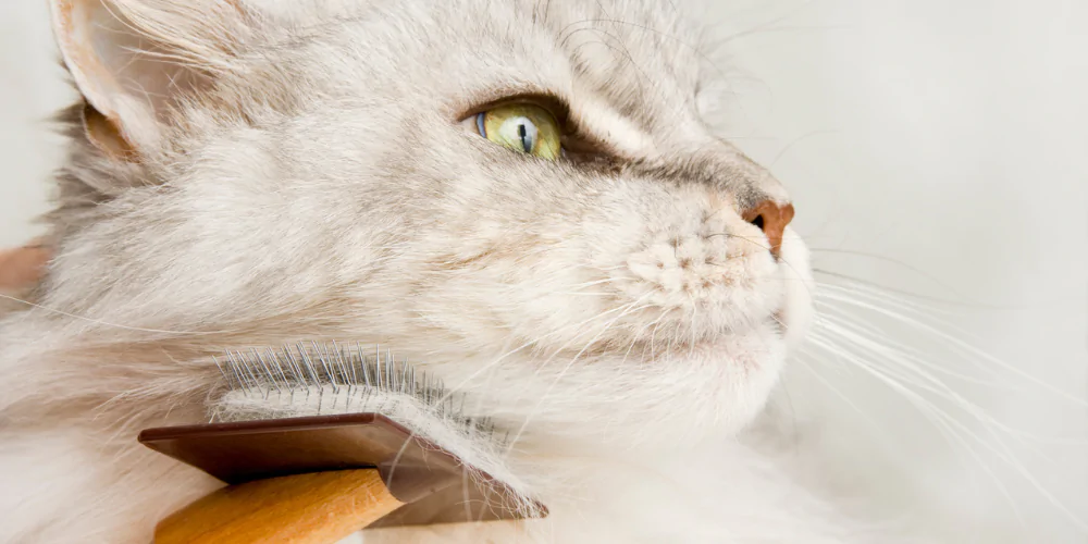 A picture of a white Maine Coon cat being groomed with a brush