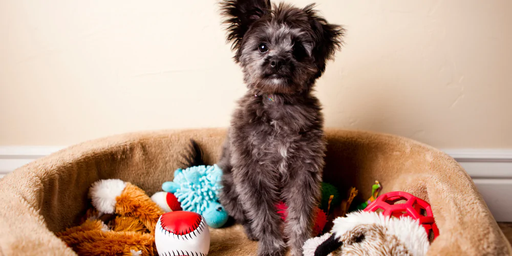 A picture of a scruffy puppy in its dog bed surrounded by toys