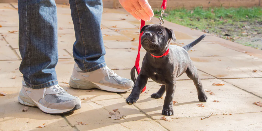 A picture of Staffie puppy training on the patio