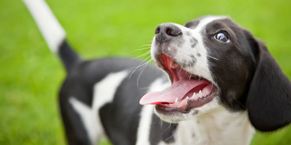 A close up of a black and white puppy smiling