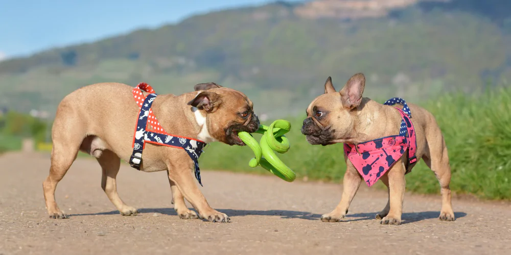 A picture of two English Bulldogs playing tug of war with a curly rubber toy outdoors