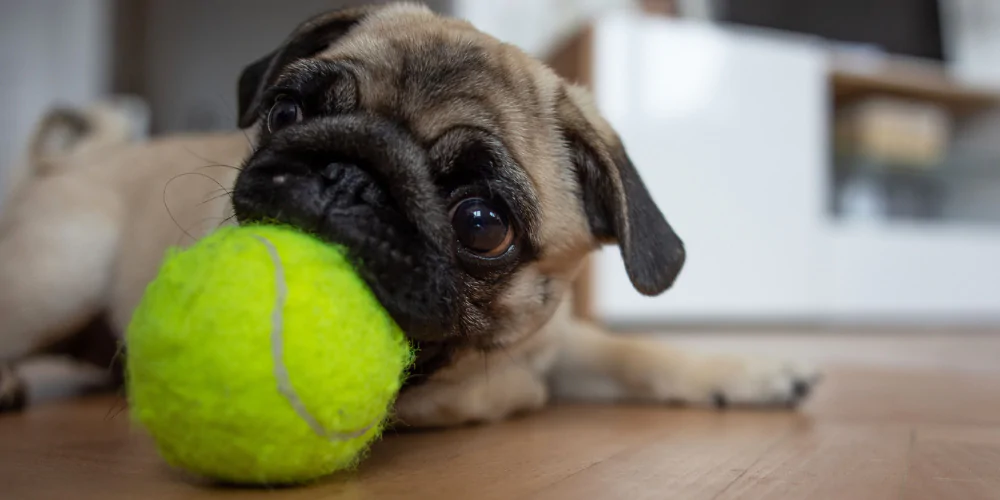 A picture of a Pug puppy chewing a tennis ball