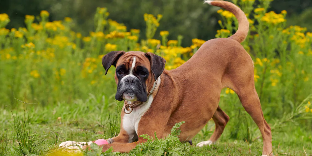 A picture of a Boxer playing with a toy in the garden