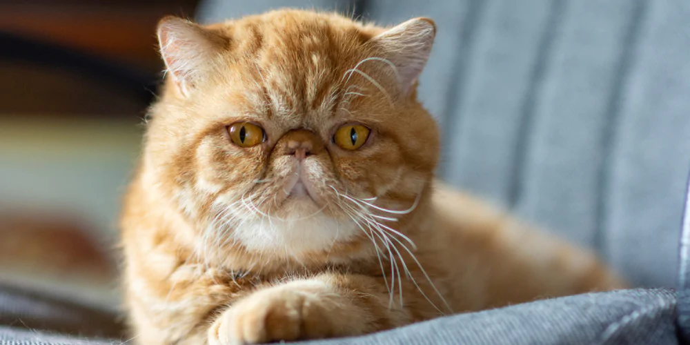 A close up picture of a Persian cat lying on a sofa