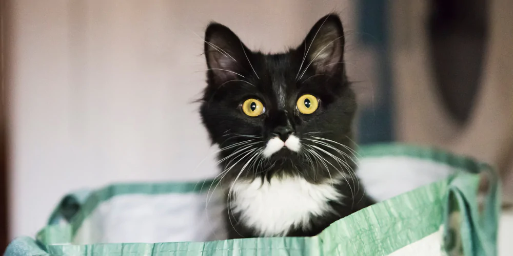 A picture of a tuxedo kitten sitting in a shopping bag