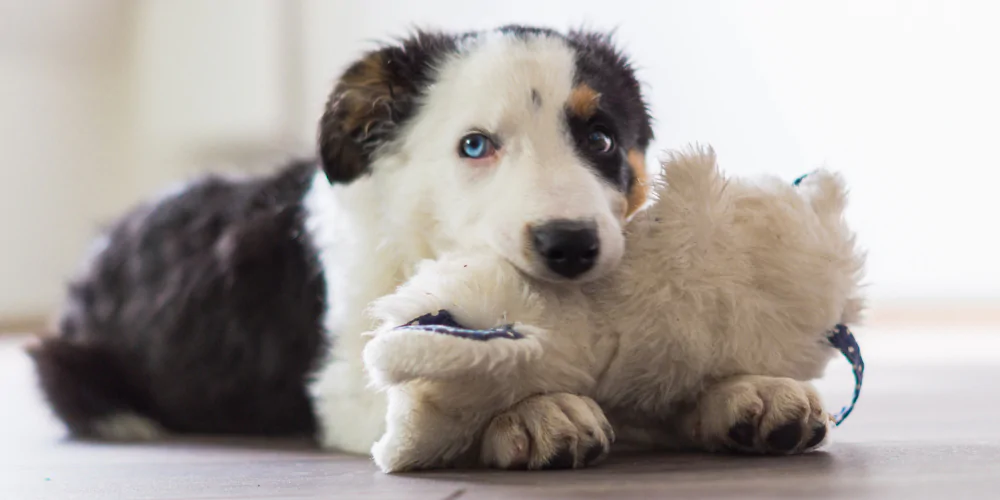 A picture of a mixed colour puppy with a fluffy white toy in its mouth