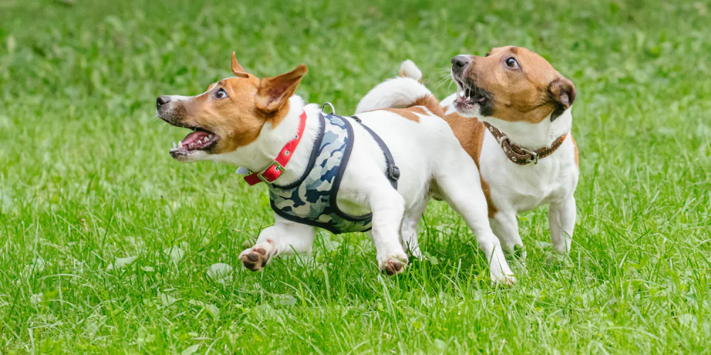 A picture of two Jack Russell Terriers playing outside