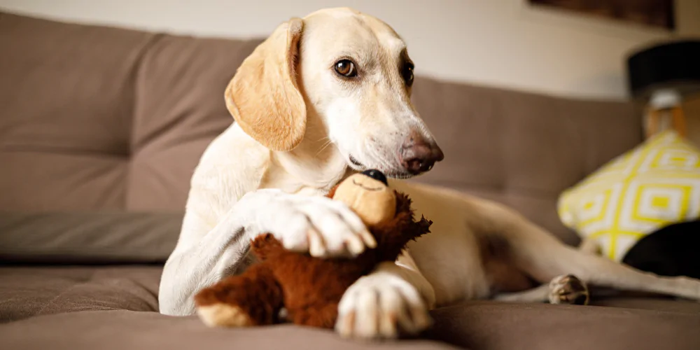 A picture of a Labrador protecting a teddy bear