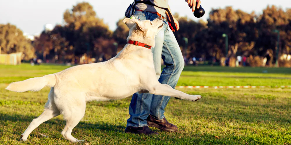 A picture of a Labrador working with a behaviourist in a field