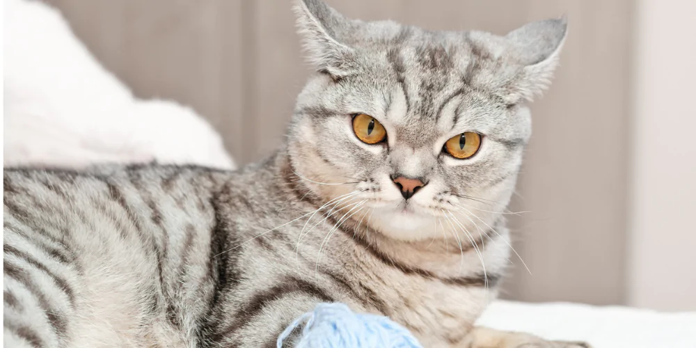 A picture of a grey tabby cat with orange eyes sitting with a ball of yarn