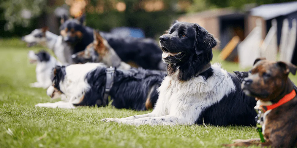 A picture of a line of dogs waiting for training