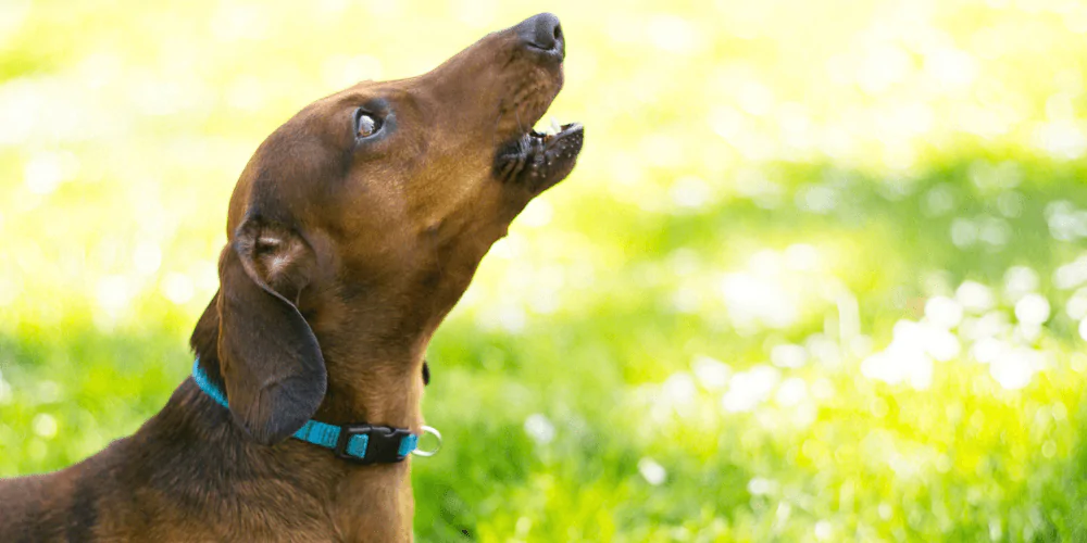 A picture of a teenage Dachshund barking outside