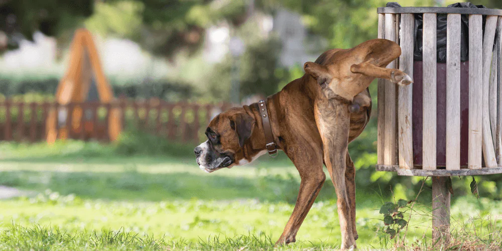 A picture of an adolescent Boxer cocking its leg up against a bin in a park