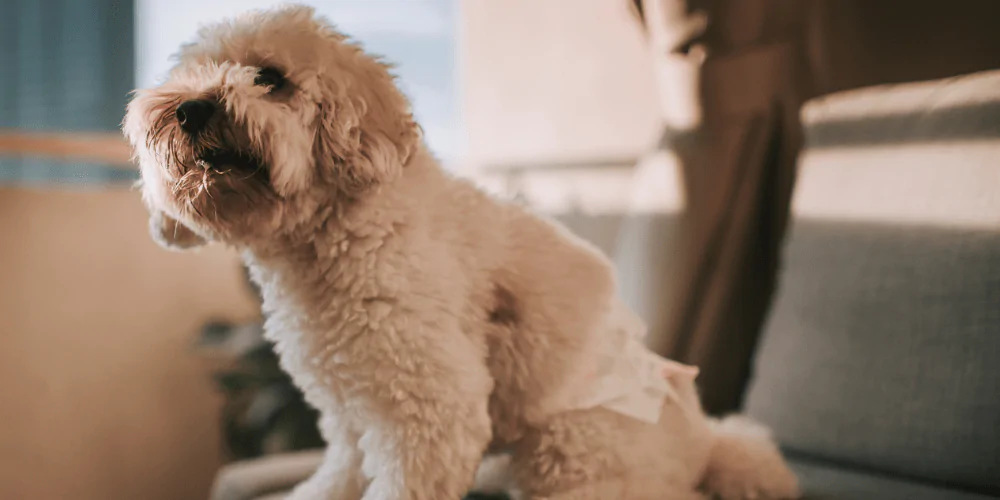 A picture of a white fluffy dog in heat wearing a dog nappy