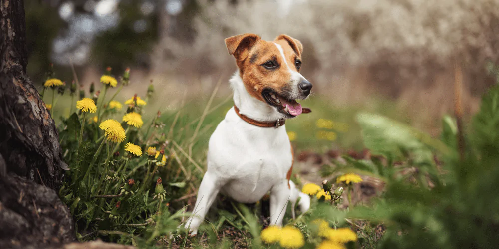 A picture of a Jack Russell Terrier resting in the woods