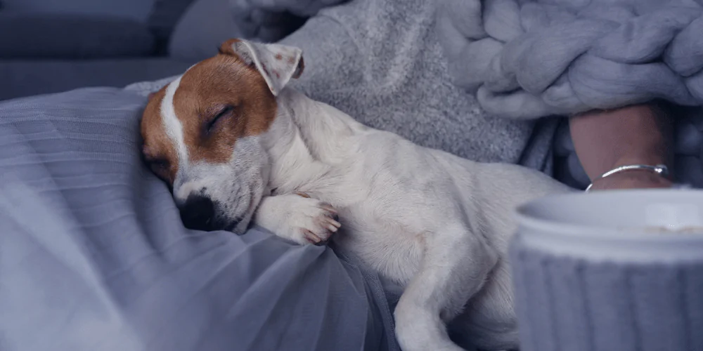 A picture of a female Jack Russell Terrier in heat, snoozing on her owner's lap