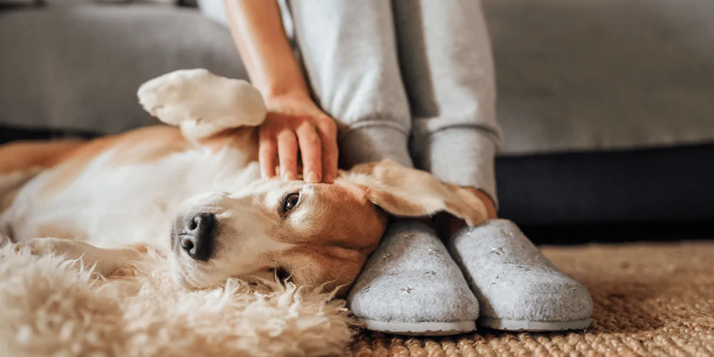 A picture of a teenage Beagle lying by its owner's feet, having its head scratched