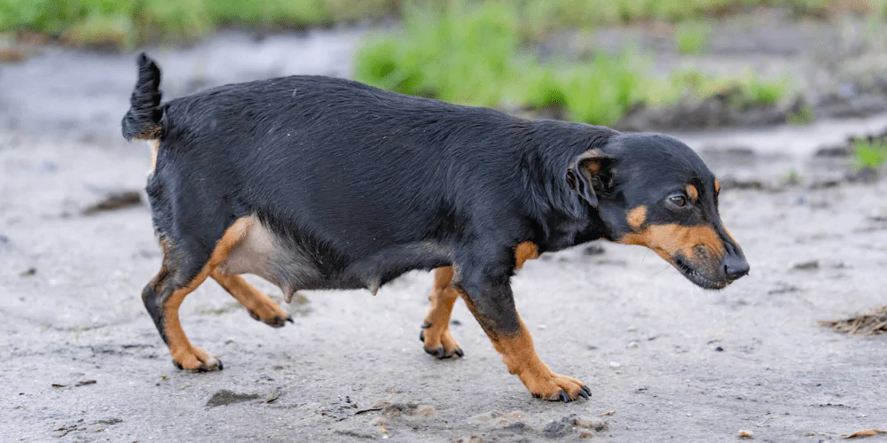 A pregnant dog walking along a path