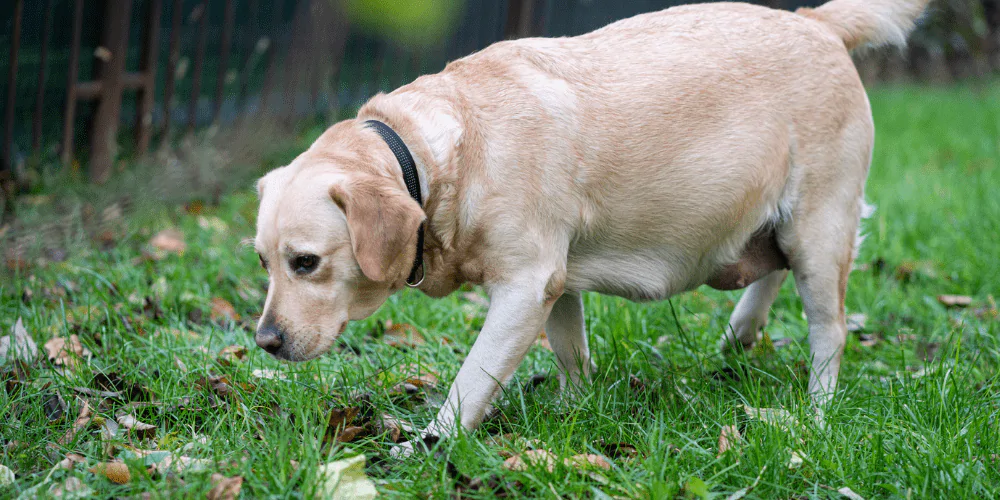 A pregnant dog walking along the grass sniffing the ground