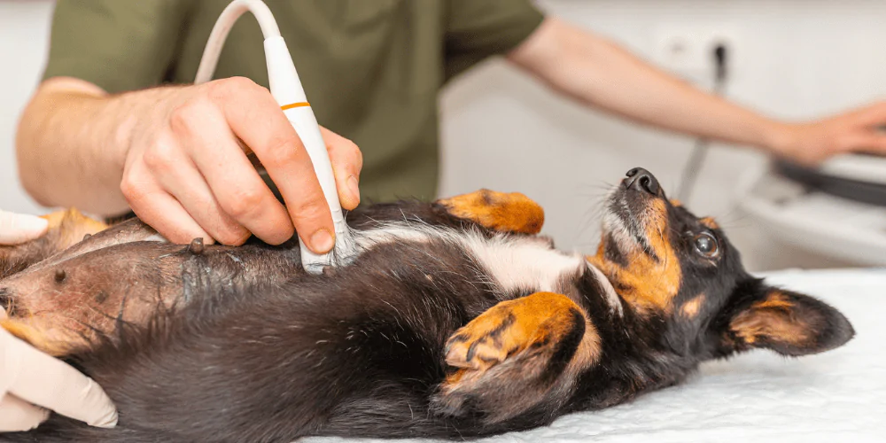 A dog lying on its back getting it's pregnant stomach scanned