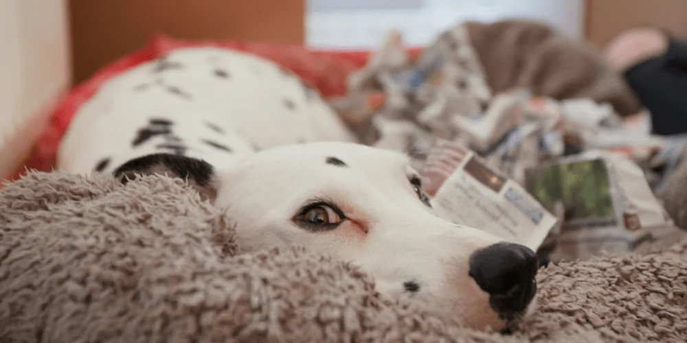 A Dalmatian dog lying on a fluffy dog bed