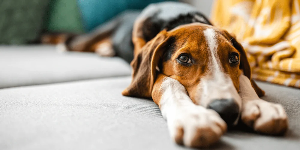 A picture of a Beagle stretching out on a sofa