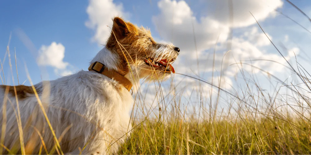 A picture of a female Jack Russell Terrier standing in a field and looking into the sunset