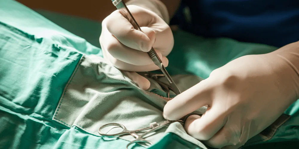 A picture of a veterinary surgeon performing a spaying operation on a female dog