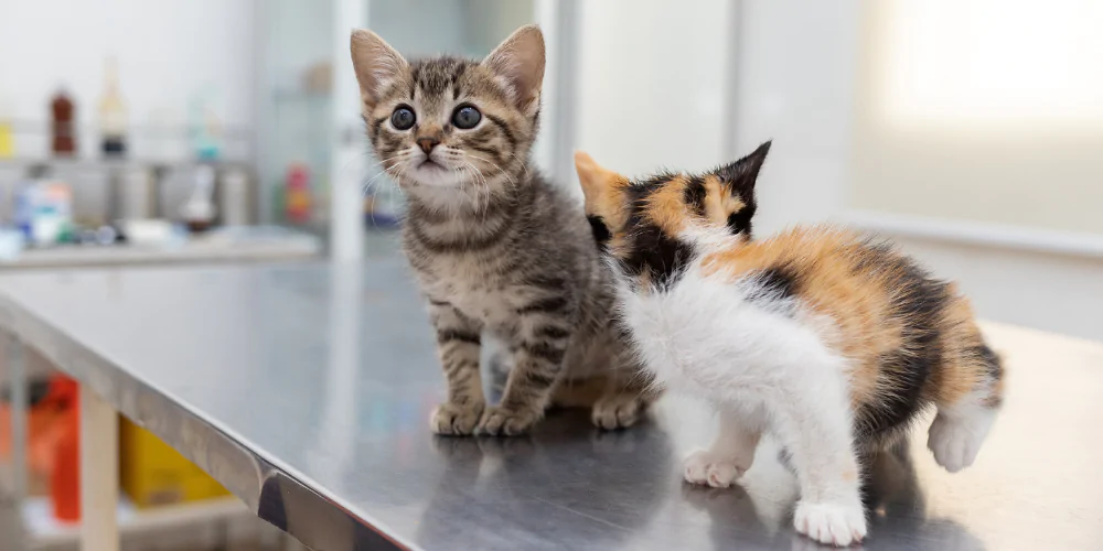 A picture of two kittens sat on a vet table waiting to get microchipped