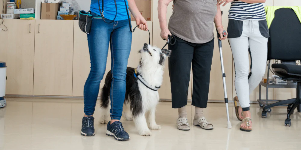 A picture of a therapy dog helping an older woman walk at a nursing home