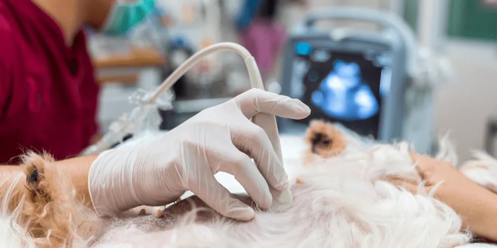 A picture of a vet performing an ultrasound on a dog