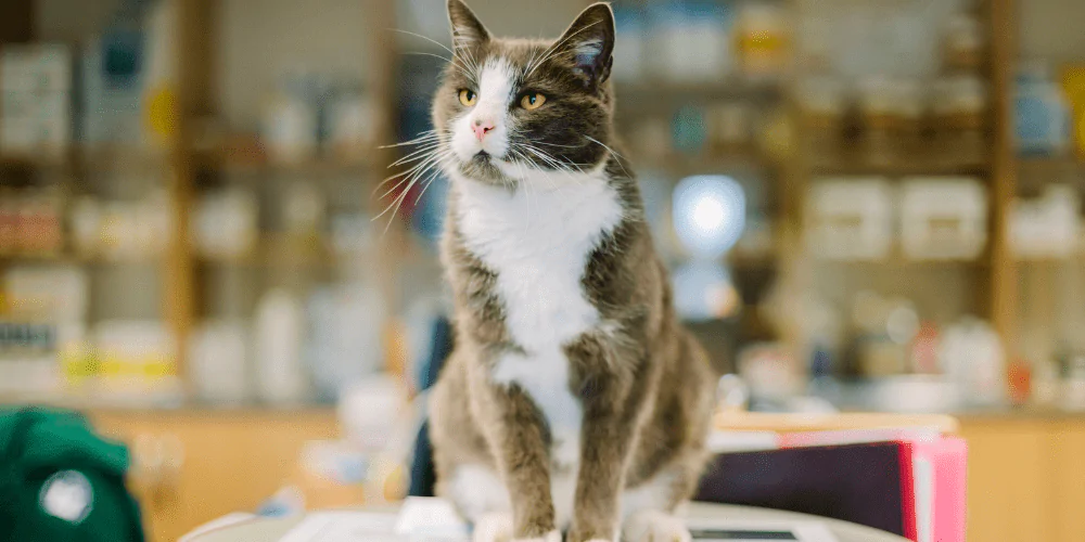 A picture of a brown and white cat sat on a vet table