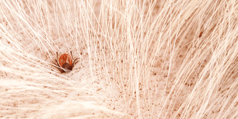 A picture of a tick buried in the skin of a cat